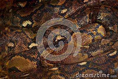 Reticulated python, Python reticulatus, Southeast Asia. World`s longest snakes, art view on nature. Python in nature habitat, Ind Stock Photo