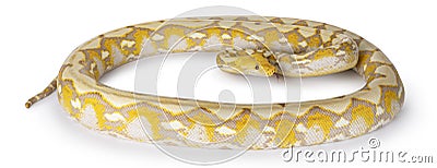Reticulated python snake on white background Stock Photo