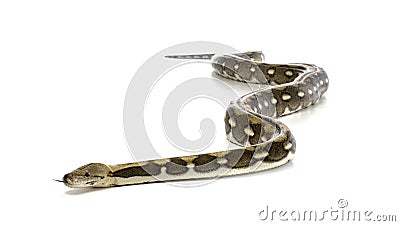 Reticulated python in studio Stock Photo
