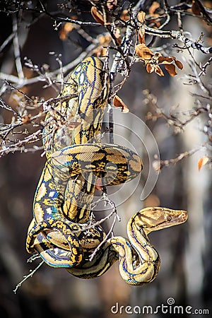 Reticulated Python in Tree Stock Photo