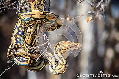 Reticulated Python Stock Photo