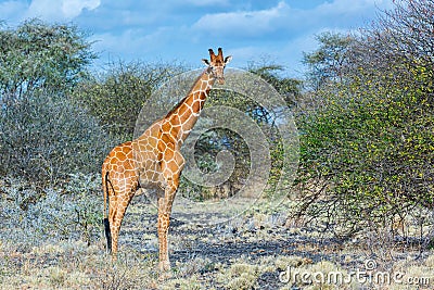 Reticulated or Somali Giraffe, Meru NP, Kenya Stock Photo
