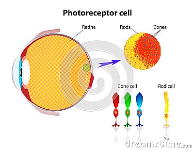 Retina. Rod cells and cone cells. Vector Vector Illustration