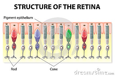 Retina structure Vector Illustration