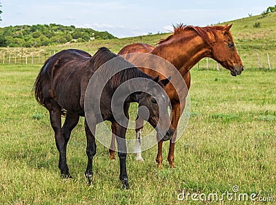 Retired Racehorses in a Field of Green Stock Photo