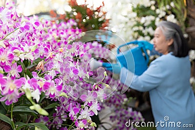 Retired senior woman enjoying watering her blooming orchids in the garden. Stock Photo