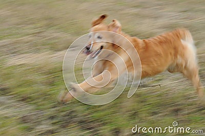 Retriever Running with Slobber Stock Photo