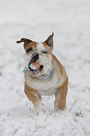 Retrieving bulldog Stock Photo