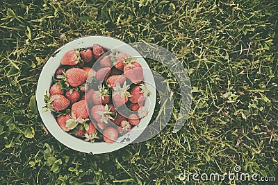 Retro bowl of fresh strawberries on the lawn, top view, toning with a matte effect Stock Photo