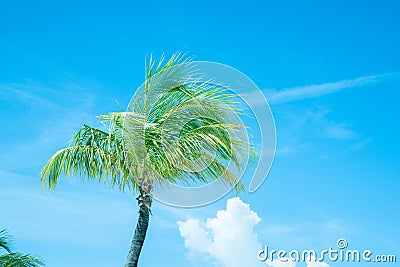 Retro color image tropical palm tree Stock Photo