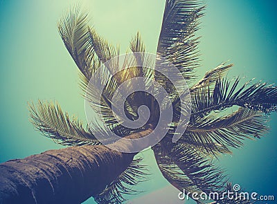 Retro Filtered Single Palm Tree Stock Photo