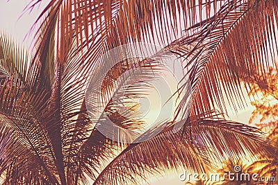 Retro Sunset On Palm Trees Stock Photo