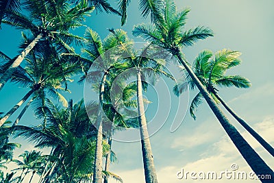 Retro image Palm trees Stock Photo
