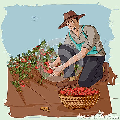 Retro man plucking tomato from farm Cartoon Illustration