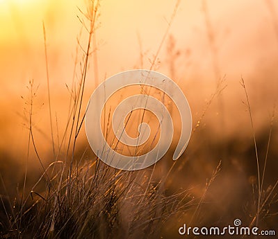 Retro Meadow Grass At Sunset Stock Photo