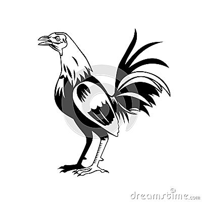 Rooster or Cockerel a Male Gallinaceous Bird Crowing Standing Side View Retro Black and White Vector Illustration