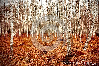 Retro style picture of autumn birch grove with red fern Stock Photo