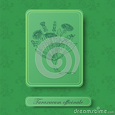 Retro Styled Picture with Dandelion for Herbal Medicine Vector Illustration