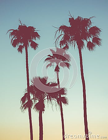 Retro Sunset Palms Stock Photo