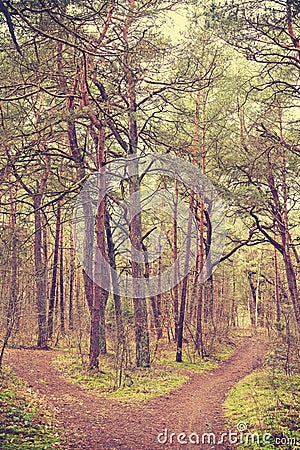 Retro toned picture of bifurcation in forest Stock Photo