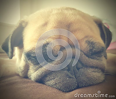 Retro Vintage filter of close up face of cute pug puppy dog sleeping rest lay down lie on bed Stock Photo