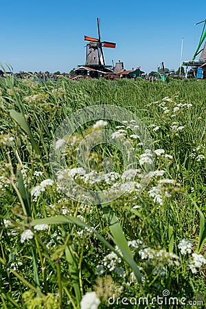 Retro windmill with green grass and white flowers in summer, famous landmark and travel destination in Zaanse Schans, Netherlands Stock Photo