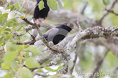 Retz's helmetshrike (Prionops retzii) in South Africa. Stock Photo