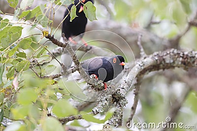 Retz's helmetshrike (Prionops retzii) in South Africa. Stock Photo