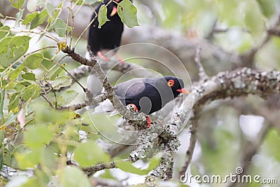 Retz's helmetshrike (Prionops retzii) in South Africa. Stock Photo