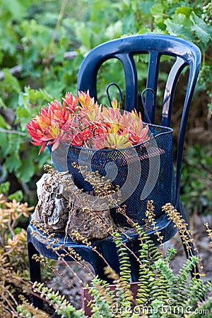 Metal mesh storage basket transformed into makeshift garden planters. Stock Photo