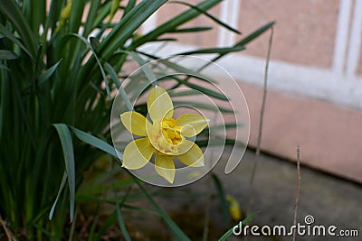 Revealed flower of gorgeous yellow narcissist Stock Photo