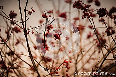 Crimson Harvest: Autumn's Red Berries Delight Stock Photo