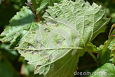 Grape leaf damaged by spider mite Stock Photo