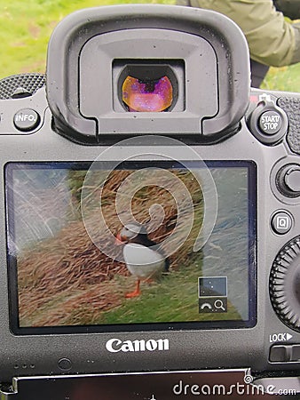 Reviewing images of a puffin bird in the Canon camera, Gásadalur, Vágar, Faroe Islands Editorial Stock Photo