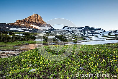 Reynolds Mountain over wildflower field, Glacier National Park Stock Photo