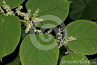 Reynoutria japonica, synonyms Fallopia japonica, Japanese Knotweed Stock Photo