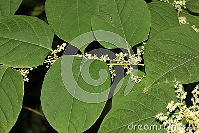 Reynoutria japonica, synonyms Fallopia japonica, Japanese Knotweed Stock Photo