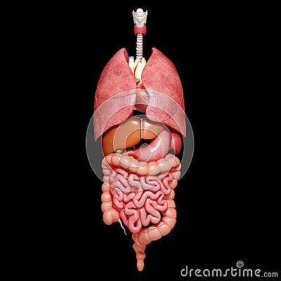 Anatomia orgaos humanos