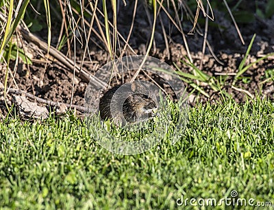 Rhabdomy or 4 striped mouse, eating grass Stock Photo