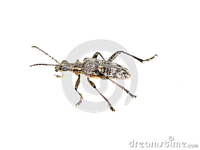 Rhagium mordax isolated long horn beetle Stock Photo