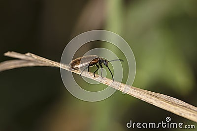 Rhagonycha fulva, brown insect is walking on the dry grass Stock Photo
