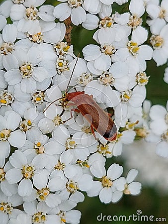 Rhagonycha fulva Stock Photo