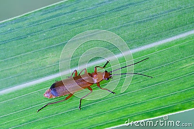 Rhagonycha fulva Stock Photo