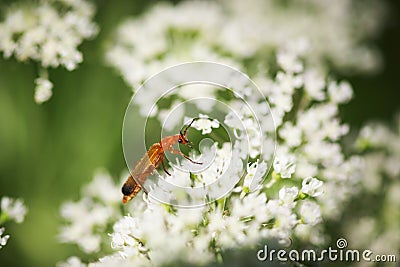 Rhagonycha fulva_red beetle on blossom Stock Photo