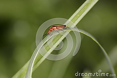 Rhagonycha fulva, red flying insect on the grass Stock Photo