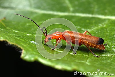 Rhagonycha fulva Stock Photo