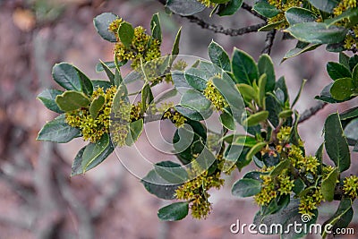 Rhamnus alaternus or aladierno Stock Photo