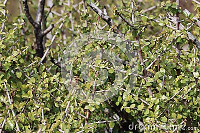 Rhamnus Crocea Leaf - Santa Ana Mtns - 121723 Stock Photo