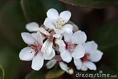 Rhaphiolepis umbellata is a compact growing evergreen shrub with beautiful white flowers Stock Photo