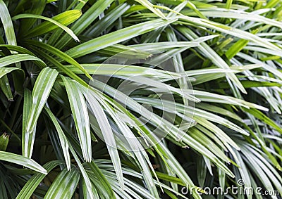 Rhapis excelsa or Lady palm Stock Photo